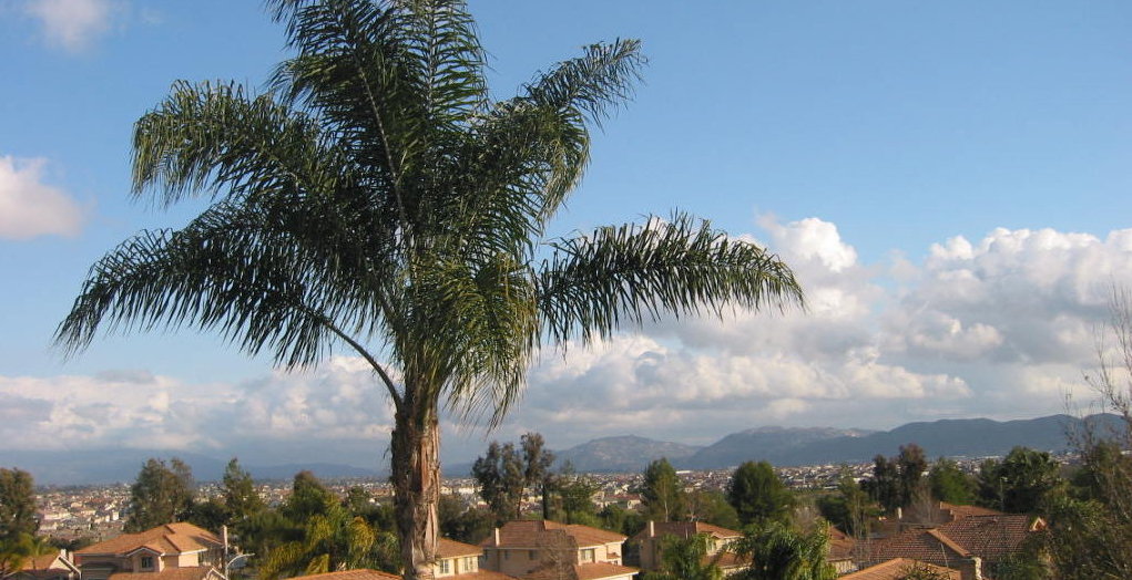 Murrieta palm trees Hospice of the Valleys
